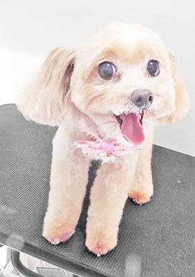 清正メイちゃん