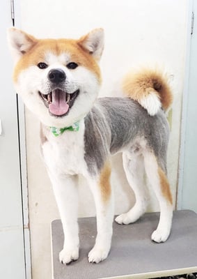 姶良カイちゃん