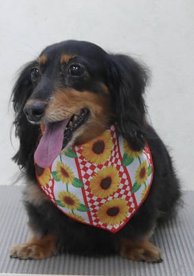 山下マルチョンちゃん