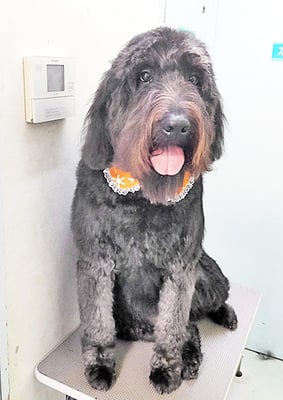 田代ロッティちゃん