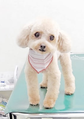 辻チロルちゃん