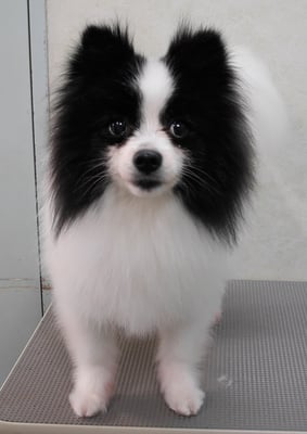 森崎マリアンちゃん