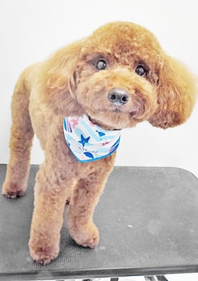 寺園チョコちゃん