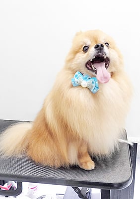 大井ポンタちゃん