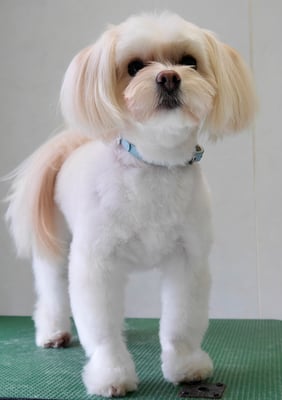 大脇ココアちゃん