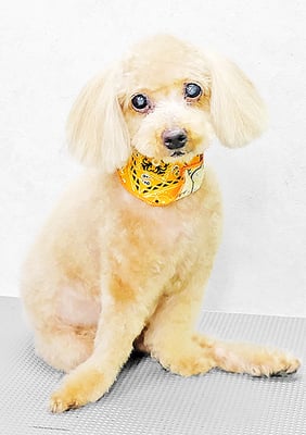 北チャ子ちゃん