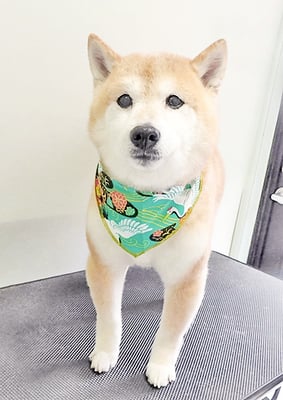 中森ラフちゃん