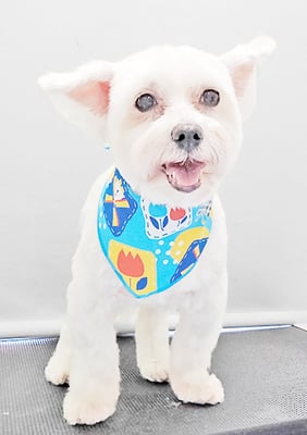 福元ミルクちゃん