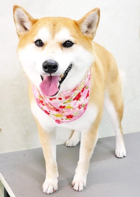 小村ゆずちゃん