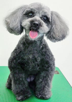 森崎ラブちゃん