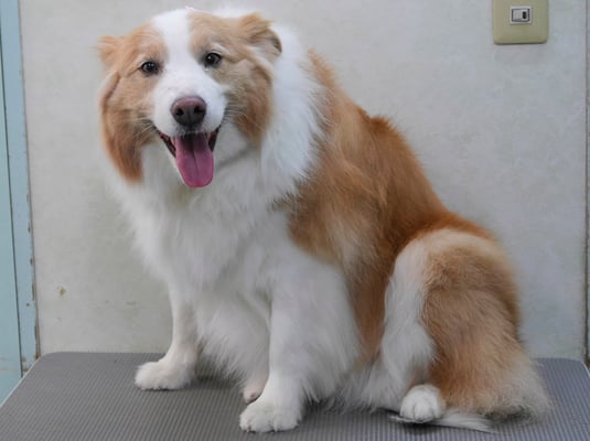 森本アンズちゃん