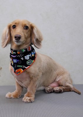 片山マルルちゃん