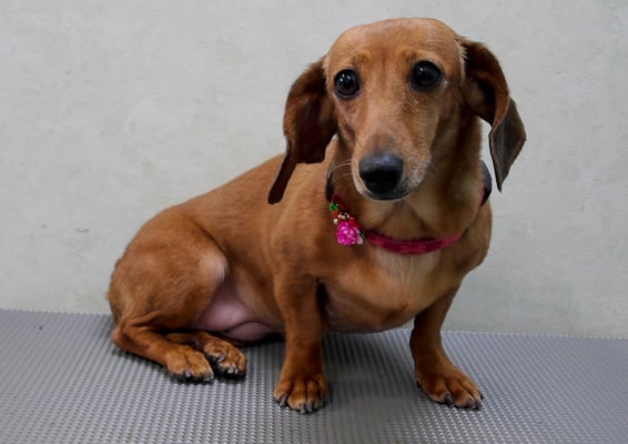 別府モモちゃん