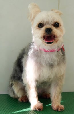 岡元ベリーちゃん