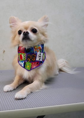 島田ペロちゃん