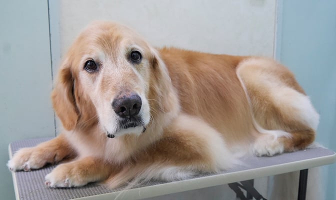 園田ファミレちゃん