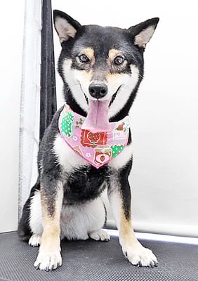 西元風子ちゃん