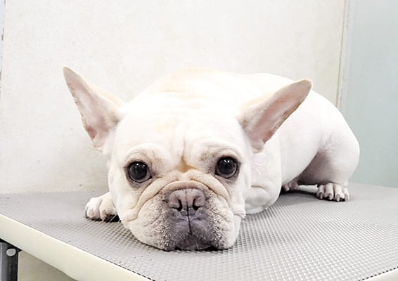 阿部花子ちゃん