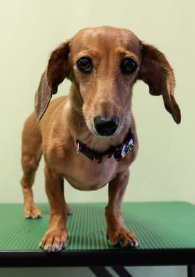 別府モモちゃん