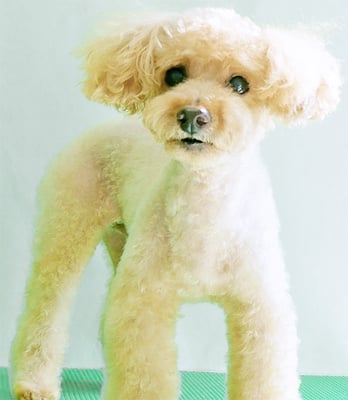 尾迫レオちゃん