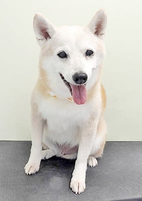 有馬コタロウちゃん