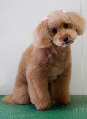 上小鶴チェリーちゃん