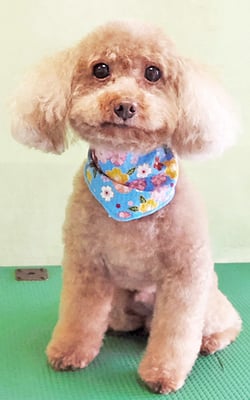 小山プラちゃん