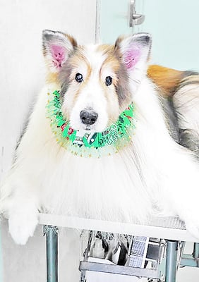 前野レオンちゃん