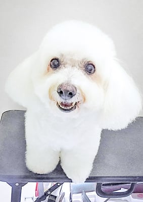 吉本ラピスちゃん