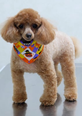 森崎ネネちゃん