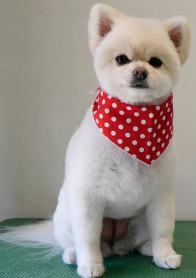 千葉チビちゃん