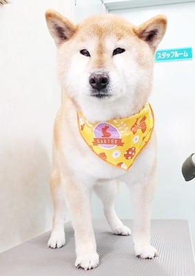 瀧川カルちゃん