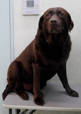 田代チャコちゃん