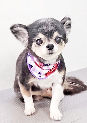 上妻ミントちゃん