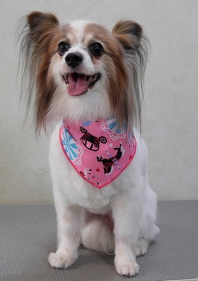 吉田パピちゃん