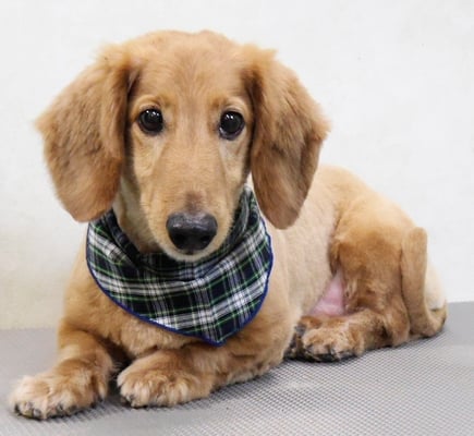 佐多サンちゃん