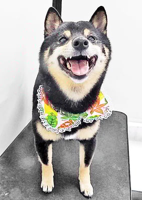 中野めらんちゃん