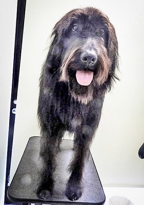 田代ロッティちゃん