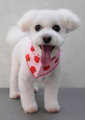 中島フワリちゃん