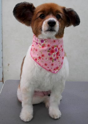 玉利ゆずちゃん