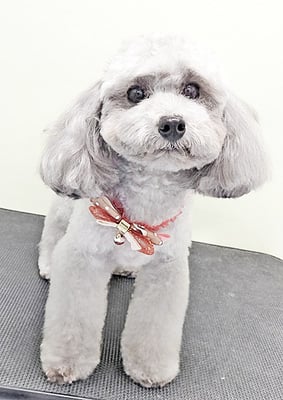 田中ロビンちゃん