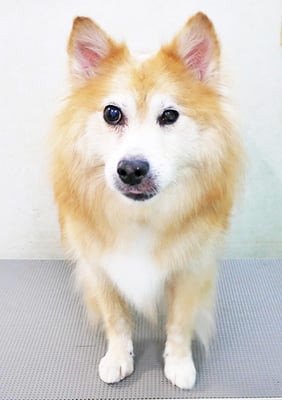 村松ゴンちゃん