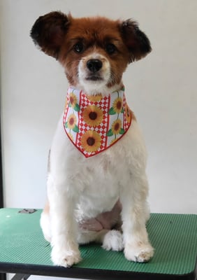 玉利ユズちゃん