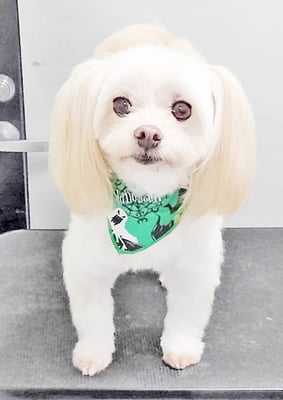 大脇ココアちゃん