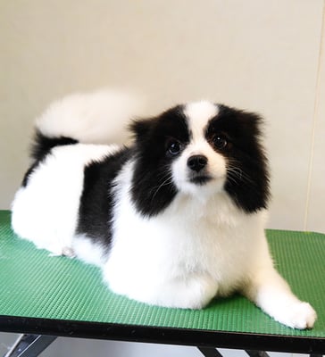 森崎マリアンちゃん