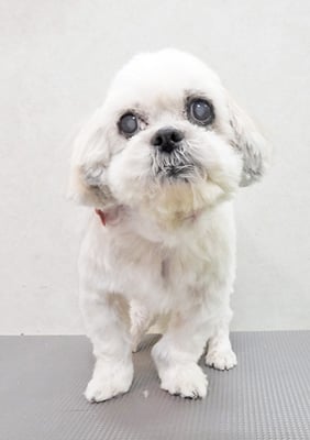 山本サランちゃん