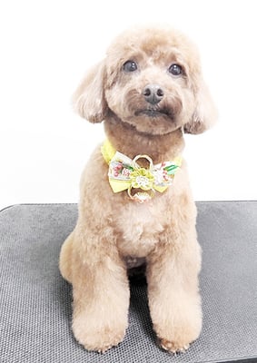 古市りんちゃん