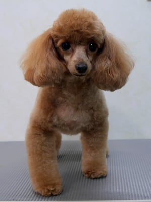 森崎ネネちゃん