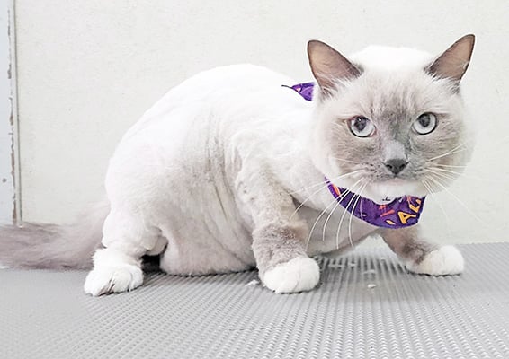 西ラブちゃん