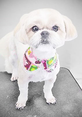 柳田モカちゃん